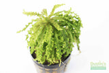 Pogostemon Helferi_Aquarium plant for sale_Aquarium plants for sale