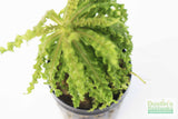 Pogostemon Helferi_Aquarium plant for sale_Aquarium plants for sale