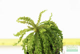 Pogostemon Helferi_Aquarium plant for sale_Aquarium plants for sale