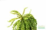 Pogostemon Helferi_Aquarium plant for sale_Aquarium plants for sale