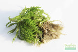 Pogostemon Helferi_Aquarium plant for sale_Aquarium plants for sale