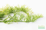 Water Sprite_Ceratopteris Thalicroides_Mega Hardy Plant_Aquarium Plants For sale_Aquarium Plant