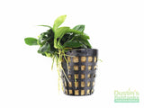 Anubias Nana Petite (Amazing Aquascaping Plant) (BARE ROOT 50% OFF TODAY ONLY 5.15.24)