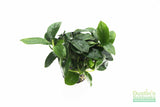 Anubias Nana Petite (Amazing Aquascaping Plant)
