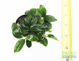 Anubias Nana Petite (Amazing Aquascaping Plant)
