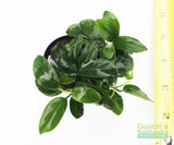 Anubias Nana Petite (Amazing Aquascaping Plant)