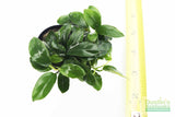 Anubias Nana Petite (Amazing Aquascaping Plant)