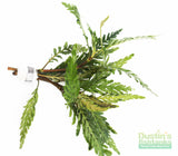 Hygrophila Pinnatifida_Aquarium Plants For sale_Aquarium plant