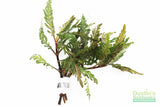 Hygrophila Pinnatifida_Aquarium Plants For sale_Aquarium plant