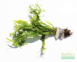 Java Fern Windelov_Aquarium Plant For Sale