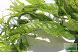 Java Fern Windelov_Aquarium Plant For Sale