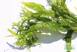 Java Fern Windelov_Aquarium Plant For Sale