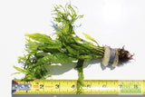 Java Fern Windelov_Aquarium Plant For Sale