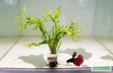 Java Fern Windelov_Aquarium Plant For Sale