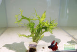 Java Fern Windelov_Aquarium Plant For Sale