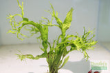 Java Fern Windelov_Aquarium Plant For Sale
