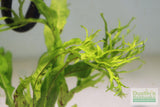 Java Fern Windelov_Aquarium Plant For Sale