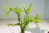 Java Fern Windelov_Aquarium Plant For Sale