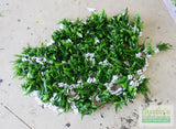 Java Fern. (Regular) 6 Inches