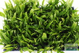 Java Fern. (Regular) 6 Inches