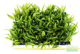 Java Fern. (Regular) 6 Inches