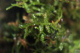 JAVA MOSS -SUPER EASY Low Light Aquarium Plant. Aquarium Moss For Sale. Aquarium Plant For Sale. Java Moss close up