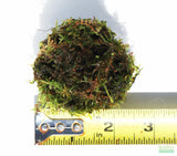 JAVA MOSS -SUPER EASY Low Light Aquarium Plant. Aquarium Moss For Sale. Aquarium Plant For Sale. Java Moss ball on white. Portion Size. with yellow ruler. 2.5"