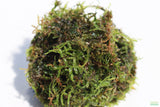 JAVA MOSS -SUPER EASY Low Light Aquarium Plant. Aquarium Moss For Sale. Aquarium Plant For Sale. Java Moss ball on white. Portion Size.