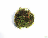 JAVA MOSS -SUPER EASY Low Light Aquarium Plant. Aquarium Moss For Sale. Aquarium Plant For Sale. Java Moss ball on white. Portion Size.