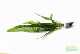 Java Fern. (Regular) 6 Inches