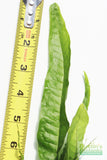 Java Fern. (Regular) 6 Inches