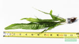 Java Fern. (Regular) 6 Inches