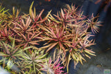 Limnophila Aromaticoides "Hybrid Purple"