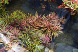 Limnophila Aromaticoides "Hybrid Purple"