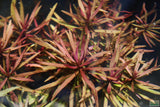 Limnophila Aromaticoides "Hybrid Purple"