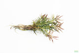 Ludwigia Arcuata_Thin Needle Leaf Amazing Plant_Aquarium Plant for sale