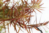 LUDWIGIA ARCUATA (Thin NEEDLE Leaf AMAZING Plant)