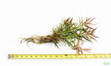 LUDWIGIA ARCUATA (Thin NEEDLE Leaf AMAZING Plant)