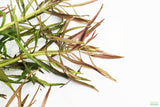 LUDWIGIA ARCUATA (Thin NEEDLE Leaf AMAZING Plant)
