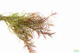 LUDWIGIA ARCUATA (Thin NEEDLE Leaf AMAZING Plant)