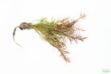 LUDWIGIA ARCUATA (Thin NEEDLE Leaf AMAZING Plant)