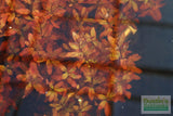 Ludwigia Inclinata_Wow Red Aquarium Plant_Red Plants_Ludigias_Ludigia Incinata