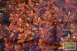 Ludwigia Inclinata_Wow Red Aquarium Plant_Red Plants_Ludigias_Ludigia Incinata