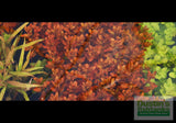 Ludwigia Inclinata (Wow Red)
