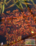Ludwigia Inclinata (Wow Red)