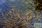 Vallisneria Spiralis Leopard_Easy Background Aquarium Plant For Sale
