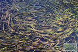 Vallisneria Spiralis Leopard_Easy Background Aquarium Plant For Sale