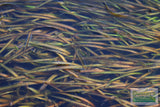 Vallisneria Spiralis Leopard_Easy Background Aquarium Plant For Sale