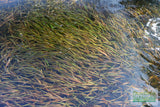 Vallisneria Spiralis Leopard_Easy Background Aquarium Plant For Sale