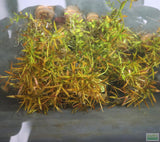 LUDWIGIA ARCUATA (Thin NEEDLE Leaf AMAZING Plant)